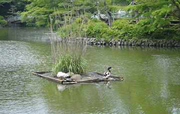 池と鴨の写真