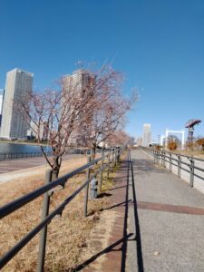 豊洲公園（東京都江東区）の冬の桜