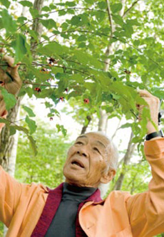 柳生さんと木々の画像